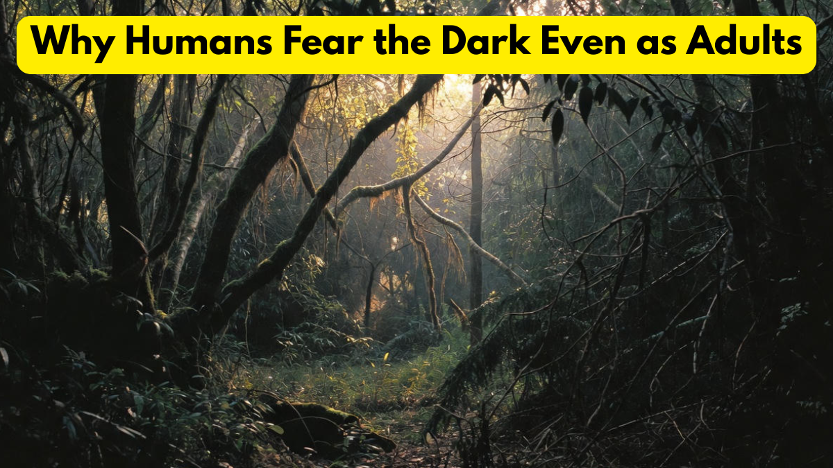 Why Humans Fear the Dark Even as Adults